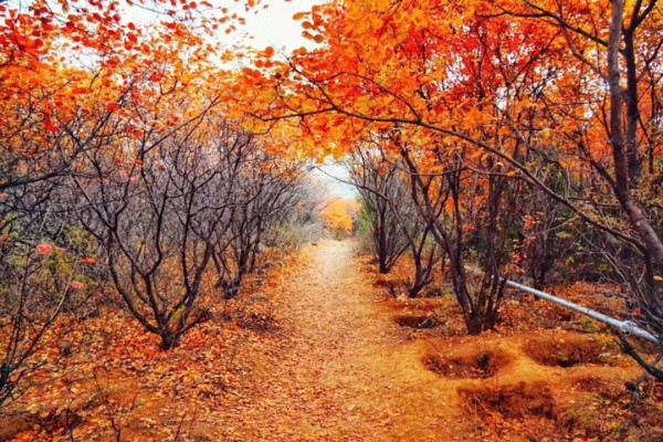 【行走的力量】舞彩淺山18公里徒步