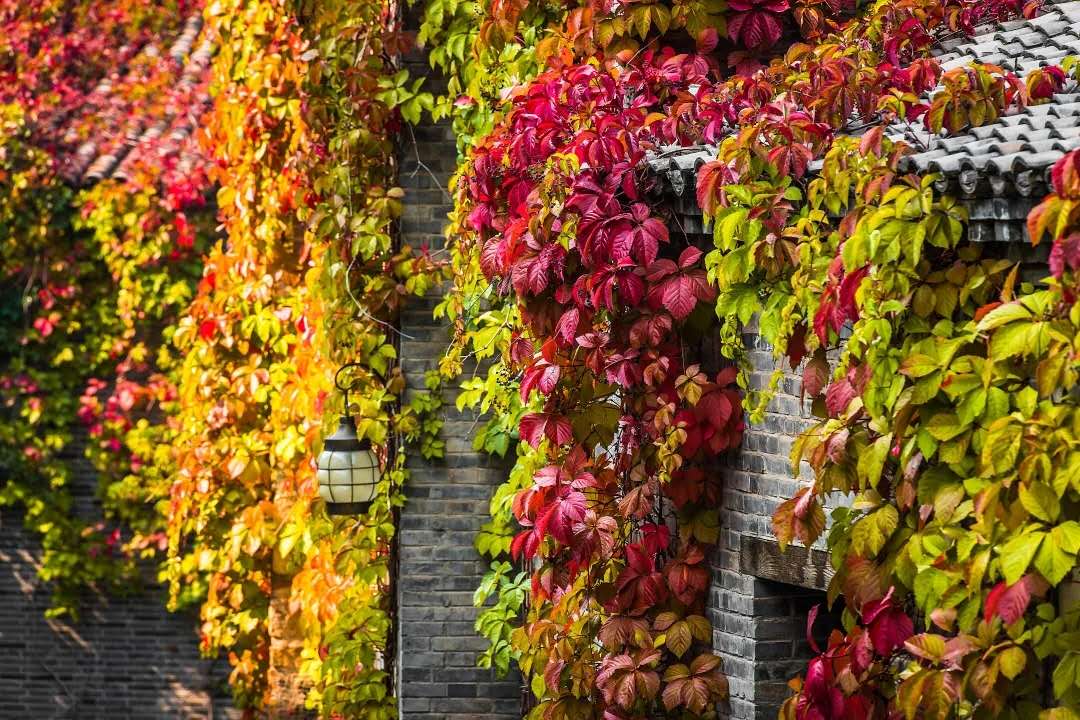 【公司旅游】網(wǎng)紅打卡地--古北水鎮(zhèn)1日游