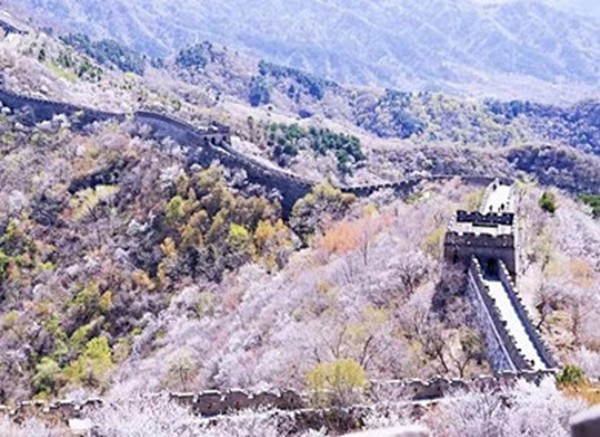 春游團建必選-慕田峪長城-踏青賞花1日主題團建
