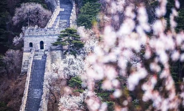 春游團建必選-慕田峪長城-踏青賞花1日主題團建