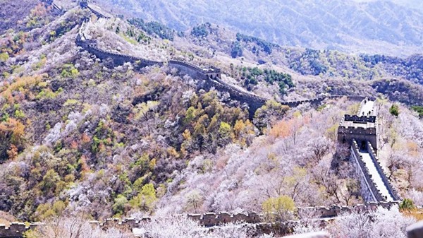 春游團建必選-慕田峪長城-踏青賞花1日主題團建