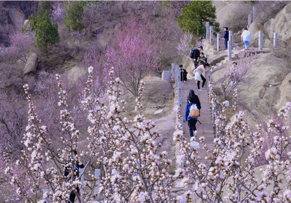 春游團建NO.8-踏青賞花-北京鳳凰嶺-手機互聯網-最強戰隊1日主題團建