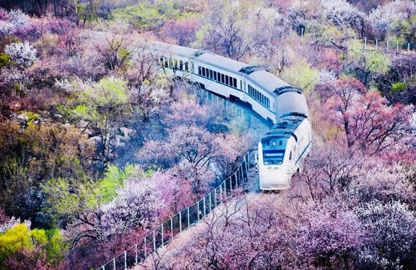 春游團建必選-開往春天的列車-花海列車（居庸關）-手機互聯網-最強戰隊1日團隊踏青主題團建