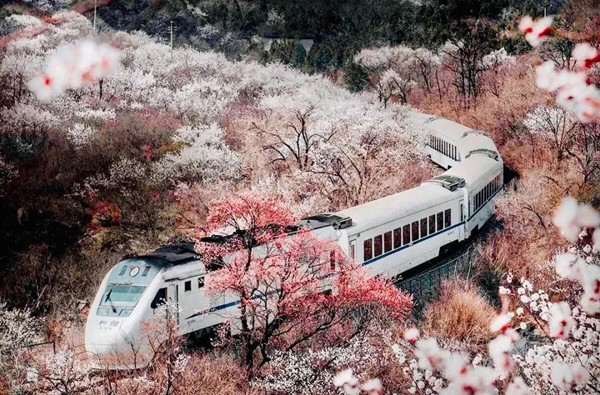 春游團建必選-開往春天的列車-花海列車（居庸關）-手機互聯網-最強戰隊1日團隊踏青主題團建