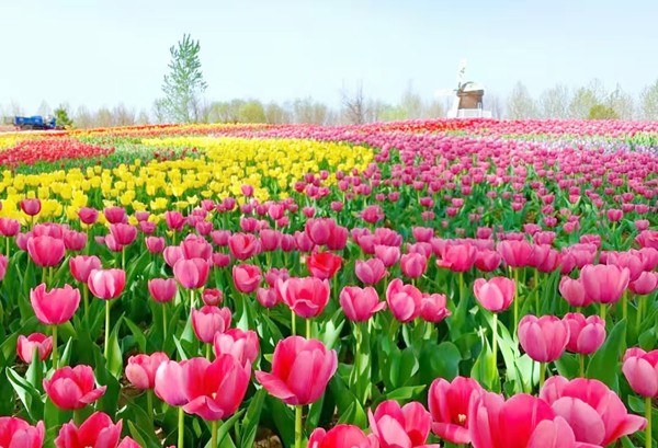 春游團建必選-踏青賞花-北京鮮花港-探索之旅-1日凝聚力主題團建