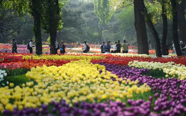 春游團建必選-踏青賞花-北京植物園-手機互聯(lián)網(wǎng)-最強戰(zhàn)隊主題團建