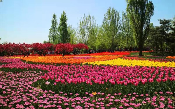 春游團建必選-踏青賞花-北京植物園-手機互聯(lián)網(wǎng)-最強戰(zhàn)隊主題團建
