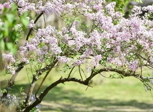春游團建必選-踏青賞花-北京植物園-手機互聯(lián)網(wǎng)-最強戰(zhàn)隊主題團建