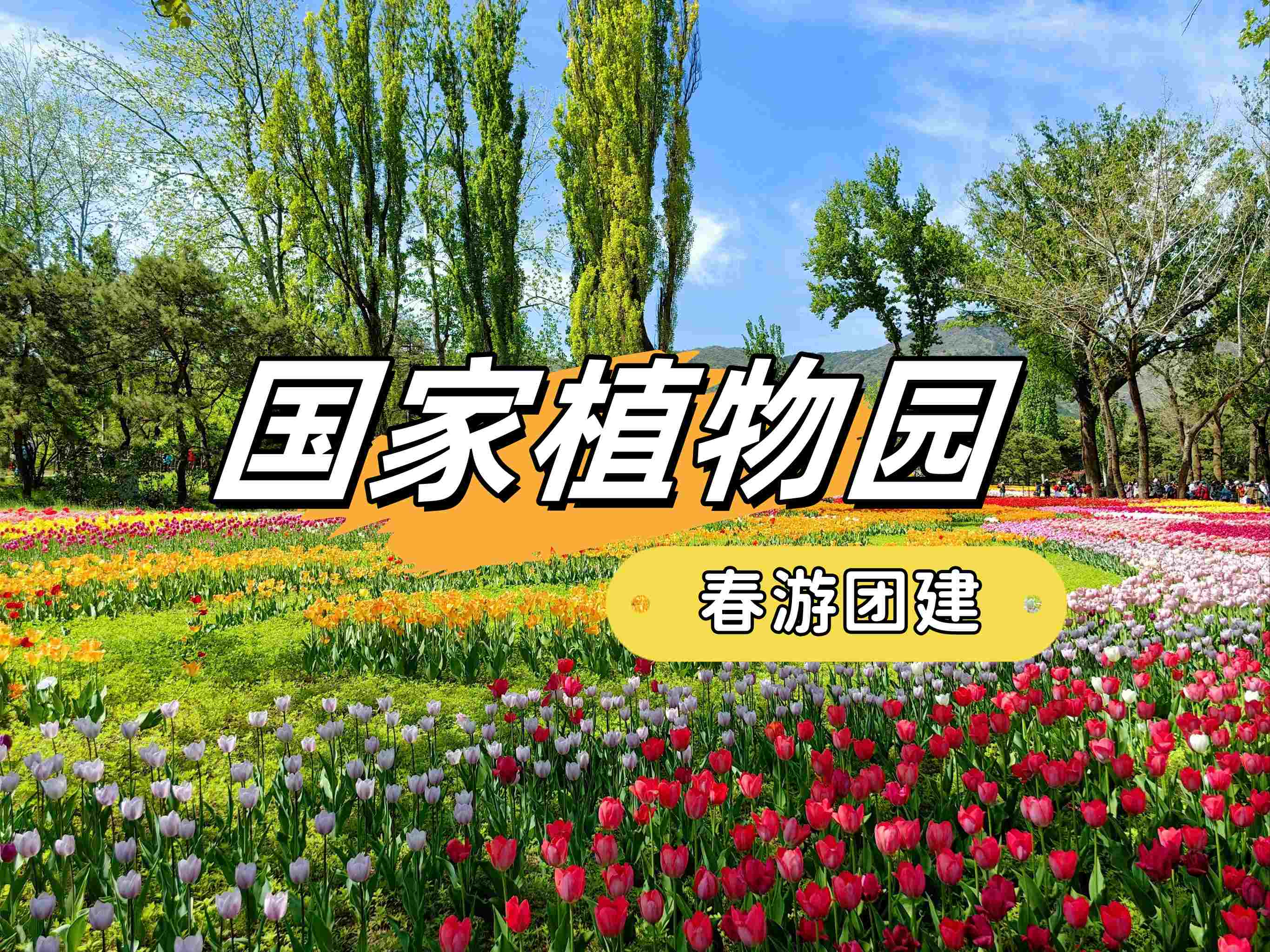 春游團建必選-踏青賞花-北京植物園-手機互聯(lián)網(wǎng)-最強戰(zhàn)隊主題團建